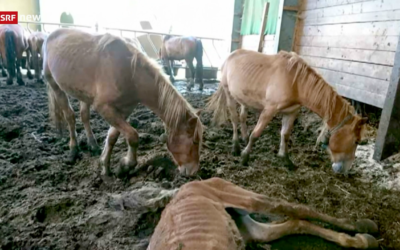 Fall Hefenhofen Thurgauer Obergericht dreht Bezirksratsentscheid